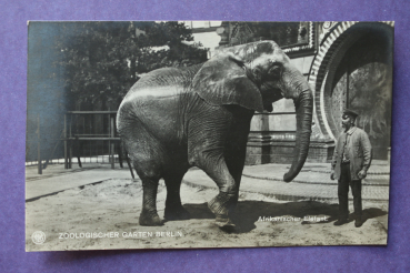 Ansichtskarte AK Berlin 1905-1915 Zoo Zoologischer Garten Afrikanischer Elefant Gebäude Ortsansicht Architektur